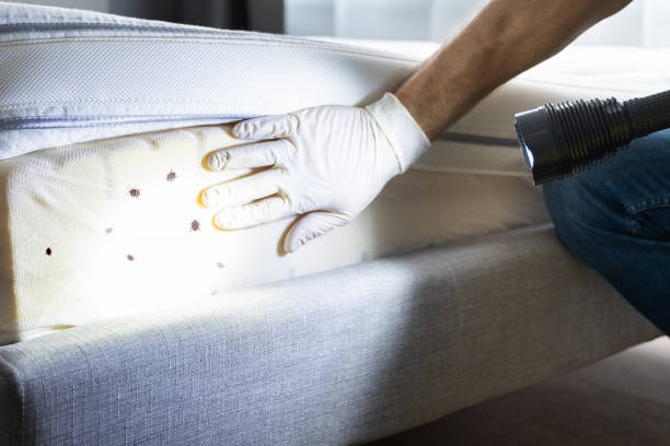 Best Pest Control Near Me  in Scotchtown, NY