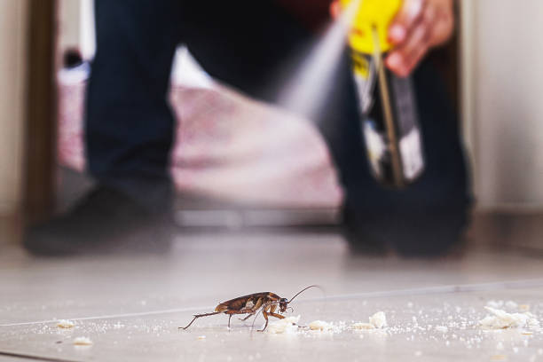 Best Spider Control Near Me  in Scotchtown, NY